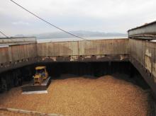 ACACIA WOOD CHIPS FOR MAKE PAPER FROM VIET NAM CHEAP PRICE