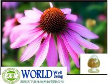  Echinacea  Purpurea  Extract  With  Polyphenols  And Cichoric Acid Powder