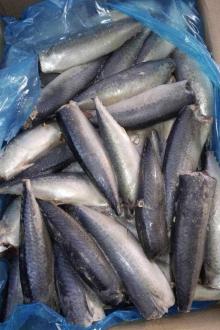 mackerel HGT