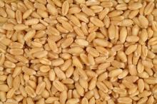 Milling Wheat