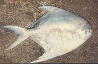 White Pomfret