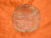 Threadfin Fish Maw