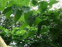 resveratrol