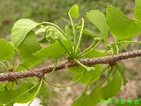 ginkgo biloba extract