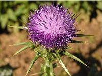 Milk Thistle extract