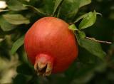 pomegranate extract