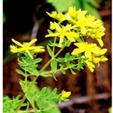 St. John's Wort Extract