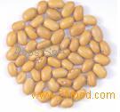 dutch brown beans