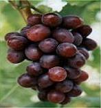 Grape Seed Extract