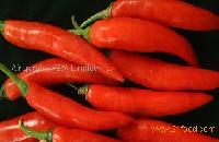  Long   Chilli es