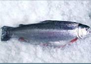  WHOLE   SALMON 