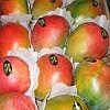  fruits   Mangoes   Kent   mango 