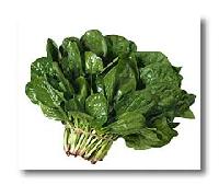  fresh   Spinach 