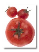 fresh Tomato