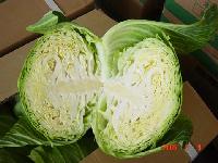 fresh cabbage