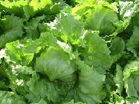fresh lettuce