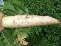 fresh radish
