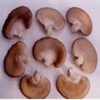 Canned Oyster Mushrooms