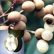  Canned   Longan  in  Syrup 