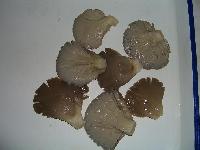 Canned oyster mushroom