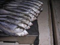 FROZEN MILKFISH FOR TUNA BAIT