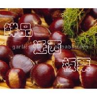  Fresh  Chestnut