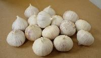  Single  Bulb  Garlic 