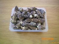 dried morchella conica esculenta