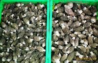 morchella conica