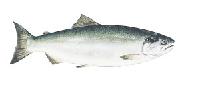 Sockeye ( Red )  Salmon 