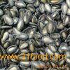 black watermelon seeds