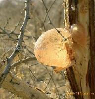 gum arabic