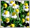  chamomile  flower