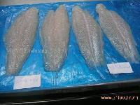  PANGASIUS   HYPOPHTHALMUS 