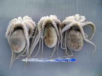 FROZEN  OCTOPUS  WITH GUTTED BIG SIZES FROM  VIETNAM 
