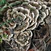  Coriolus  Versicolor  Mushroom   Extract  Powder