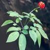 Panax Ginseng Extract Powder