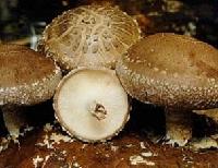 Shiitake Mushroom Extract Lentinus edodes