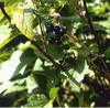 Black Currant Extract  Ribes   nigrum 