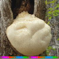 Monkeyhead Mushroom Extract Powder( Hericium  erinaceus)
