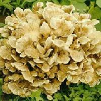 Maitake Mushroom Extract  Powder ( Grifola   Frondosa )