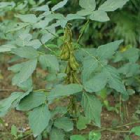 Soybean Extract Glycine max Merr Extract/ Isoflavone