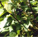 Black Currant Extract  Ribes   nigrum  Extract