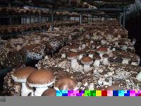 Mushroom logs(compost and spawn)