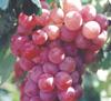 Sell  Red   Globe  Grape