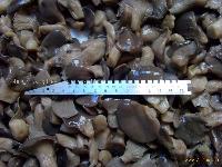 Baby oyster mushrooms