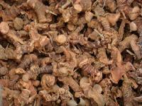 GALANGAL