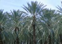 CRUDE PALM OIL, RBD PALM OIL, RBD PALM OLEIN, RBD PALM STEARIN, PALM ACID OIL, ETC