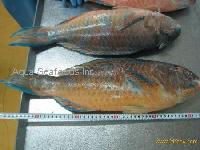 Seafrozen Parrot Fish