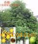 Obacunone for healthcare!Contact MSN:arene06@live.cn